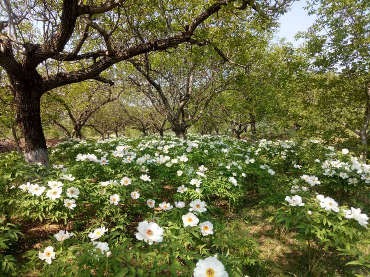 山东庄镇特色种植（小北关村油用牡丹）