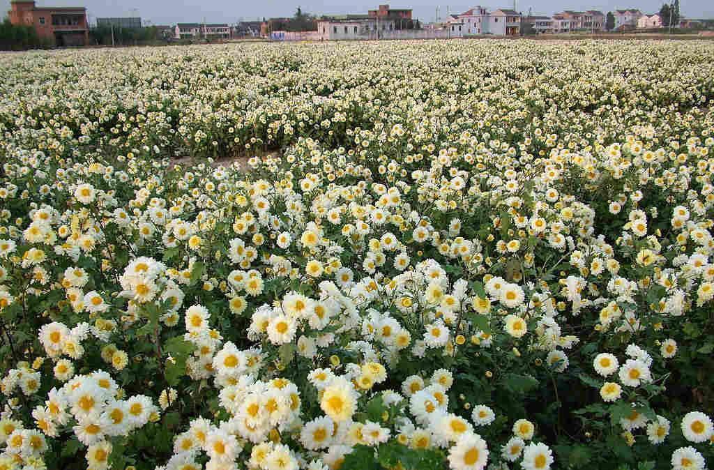 亳菊种植基地