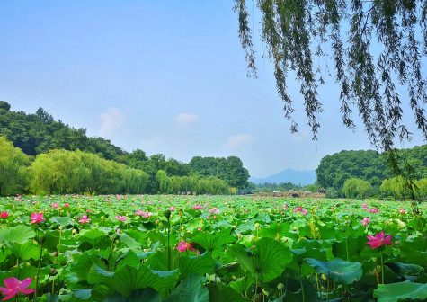 西湖夏荷