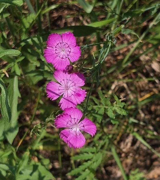 石竹花