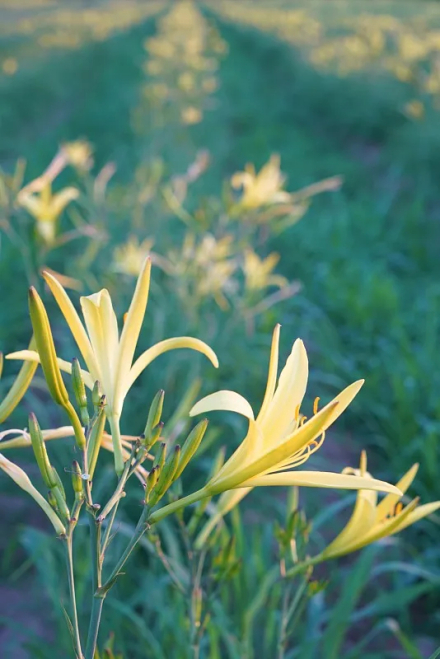 大同黄花