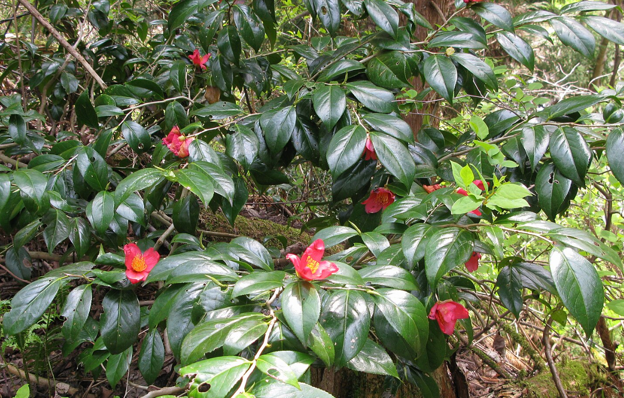 短柄山茶