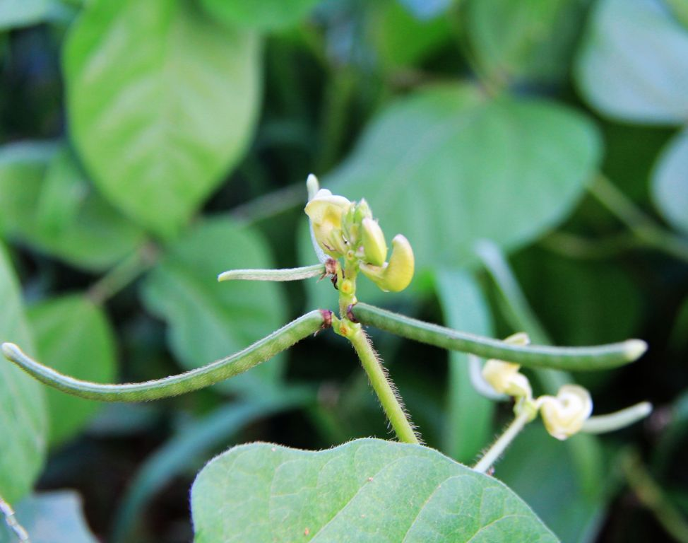 绿豆花