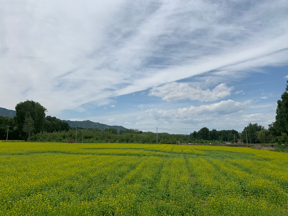 北庄镇东庄村油田花海