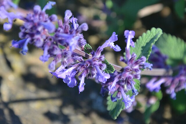 荆芥的花序