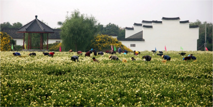 桐乡杭白菊