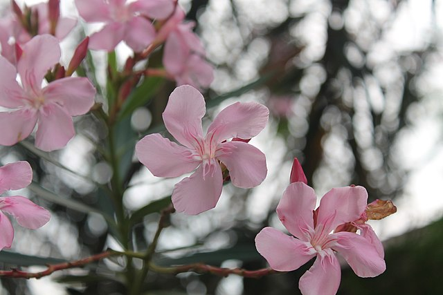 夹竹桃花