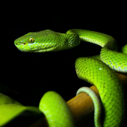 Trimeresurus uetzi