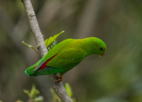 短尾鹦鹉 Loriculus vernalis