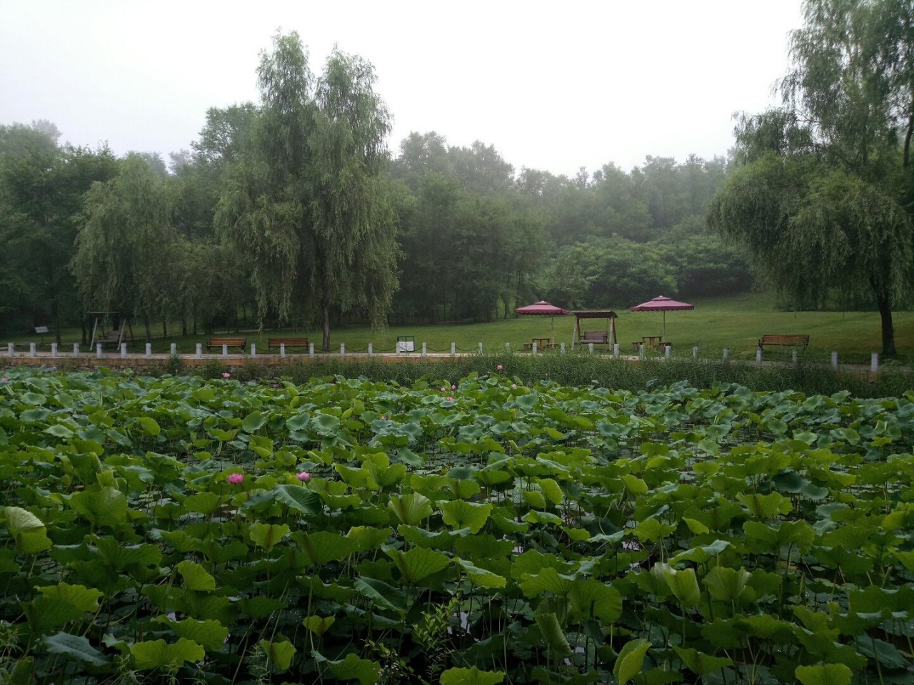 永陵镇莲池