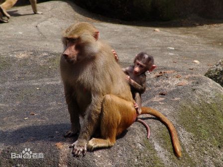 草原狒狒