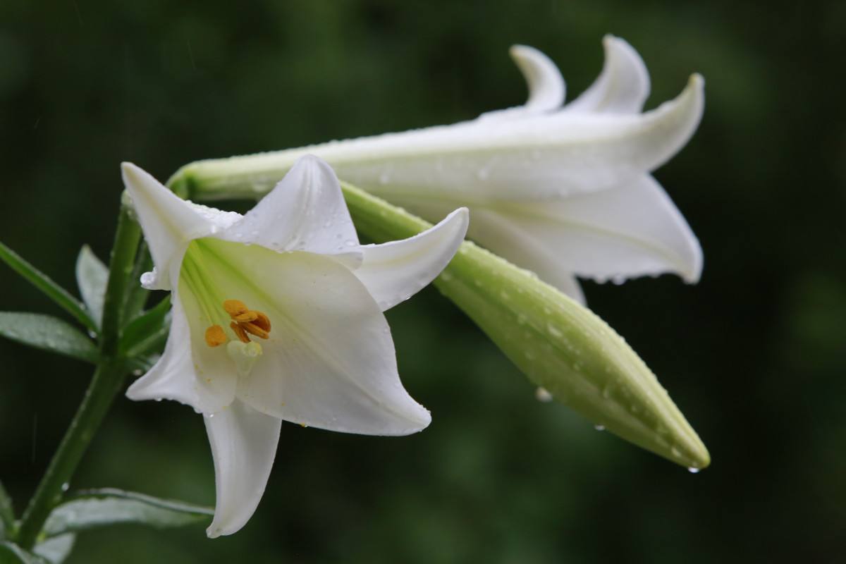 双店百合花