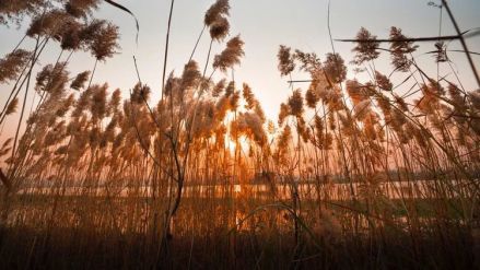 芦下夕阳