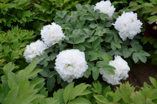 皓芳（牡丹办事处赵金岭选育）