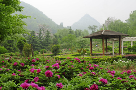 鸡冠洞高山牡丹园