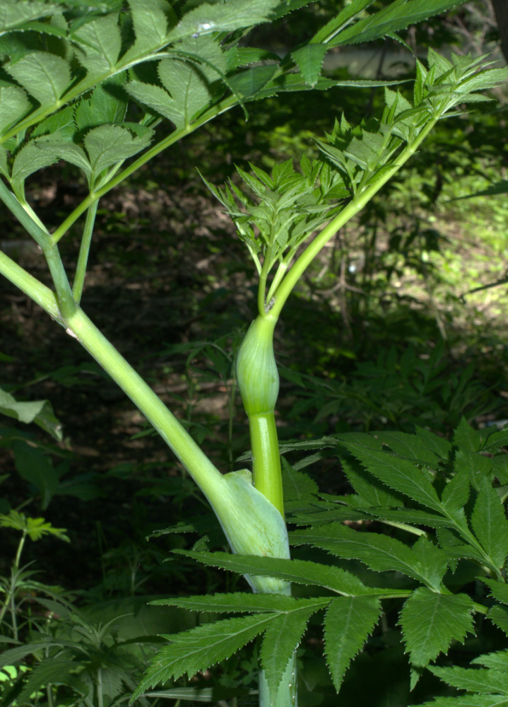 白芷的茎