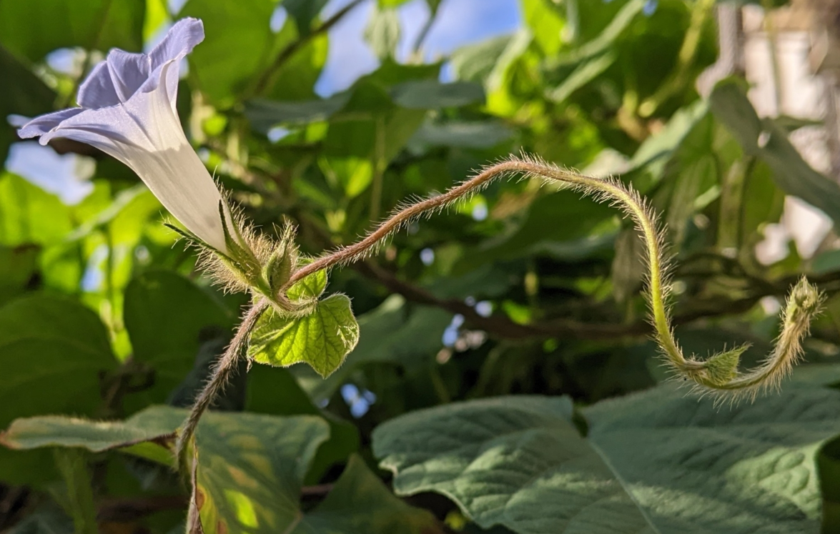 牵牛被短柔毛的茎