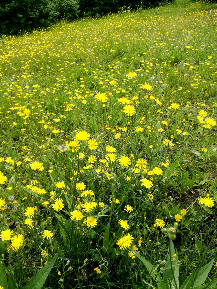 野菊