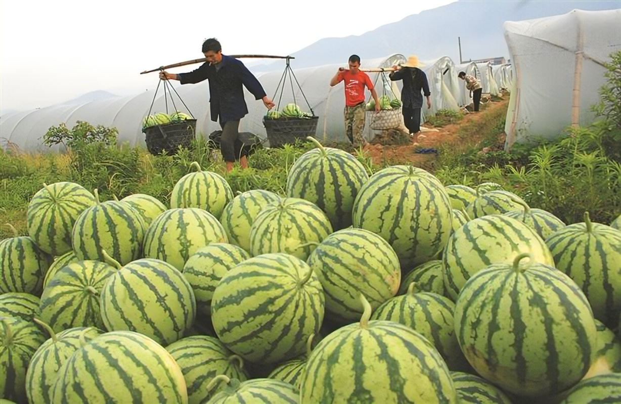 西瓜的采收