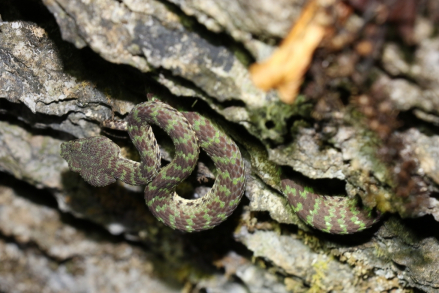 Trimeresurus ciliaris 