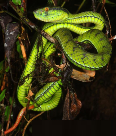 Trimeresurus whitteni 