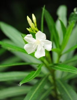 莫愁湖公园植物