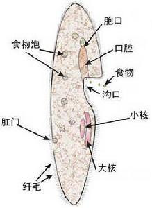 草履虫细胞器