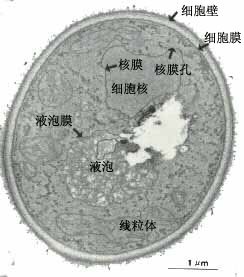 液泡在细胞中