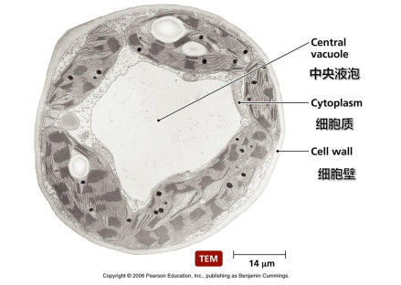 中央液泡 