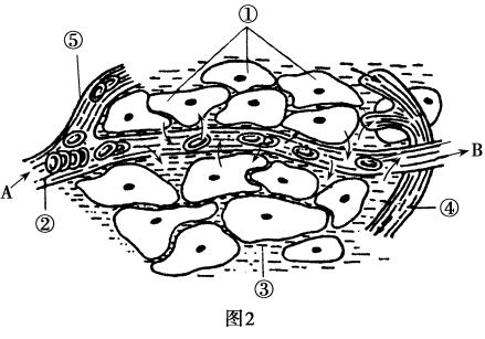 组织水肿