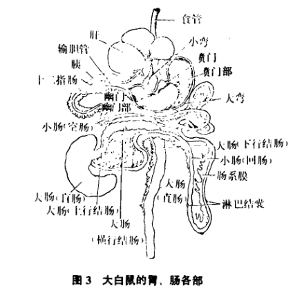 大白鼠的胃、肠各部