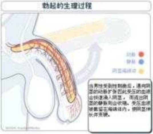 勃起