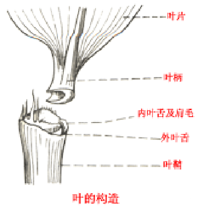 竹叶构造示意图