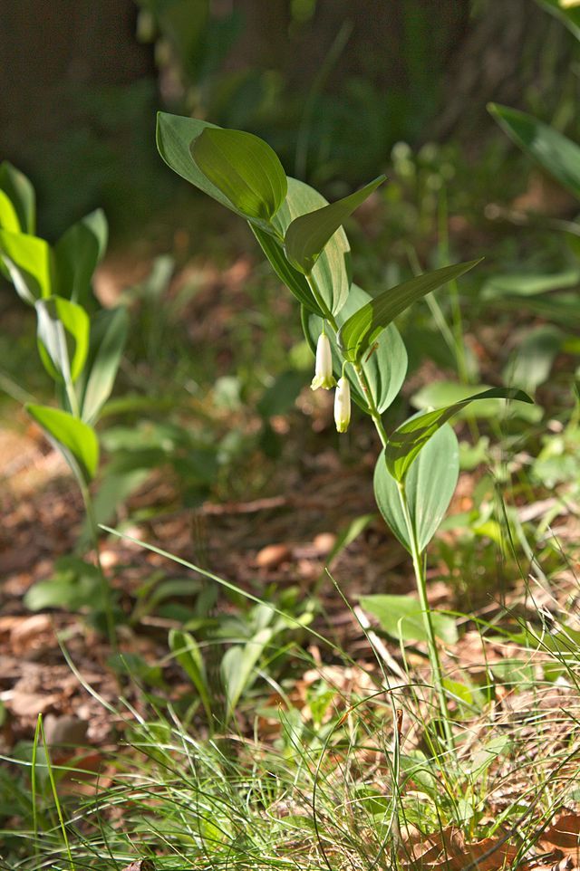 玉竹植株