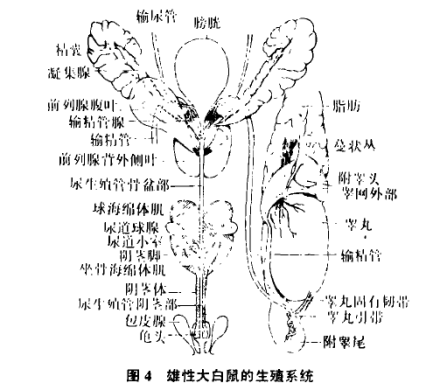 雄性大白鼠的生殖系统