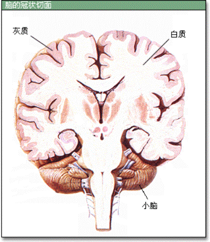 灰质