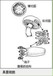 真菌细胞