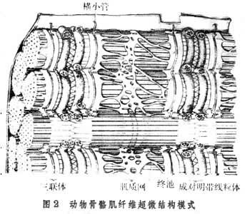 肌肉组织