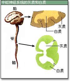 灰质