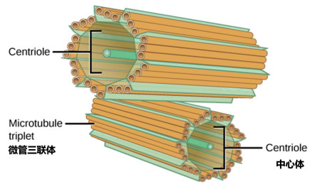 一对中心体 
