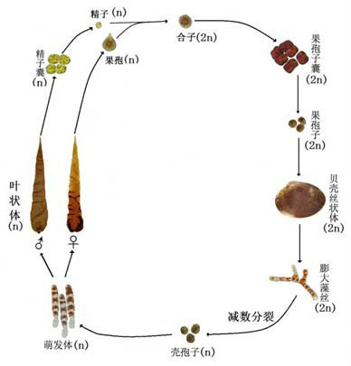 坛紫菜生活史示意图