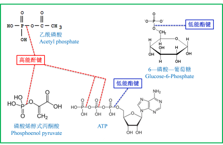 图1 一些化合物的高能磷酸键 