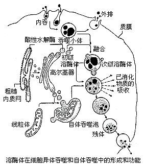 溶酶体