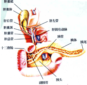 胰腺