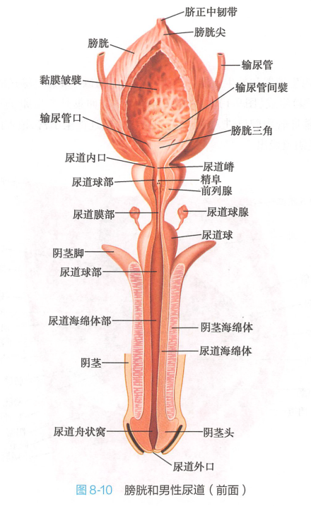 膀胱和男性尿道（前面） 