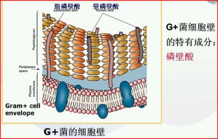 G+菌的细胞壁