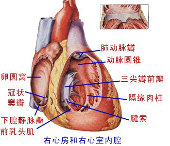 左心房和右心室内腔