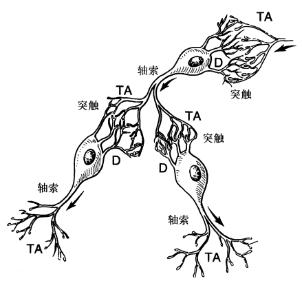 效应器官