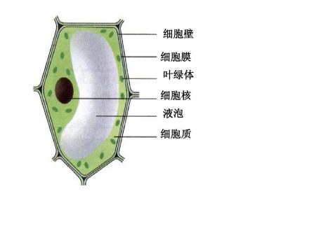 植物细胞中的液泡