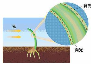 植物的向光性